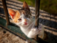 CROATIA Dubrovnik